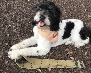 Military Camouflage Dog Bandana Over the Collar
