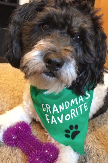 Grandma's Favorite Over the Collar Pet Bandana