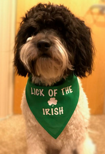 Irish dog discount bandana