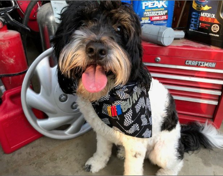 Personalized NASCAR Over the Collar Dog Bandana