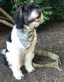 Military Camouflage Dog Bandana Over the Collar